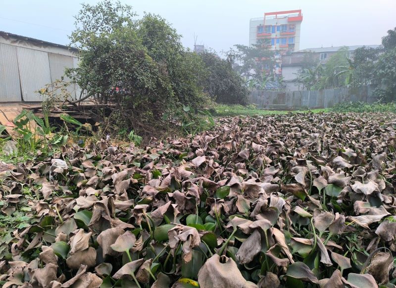 ময়লা আবর্জনা ফেলায় ‘ভূঁইয়ার মাঠ’ খাল ভরাট হওয়ায় পানি চলাচল বন্ধ, ভোগান্তি পৌরবাসী